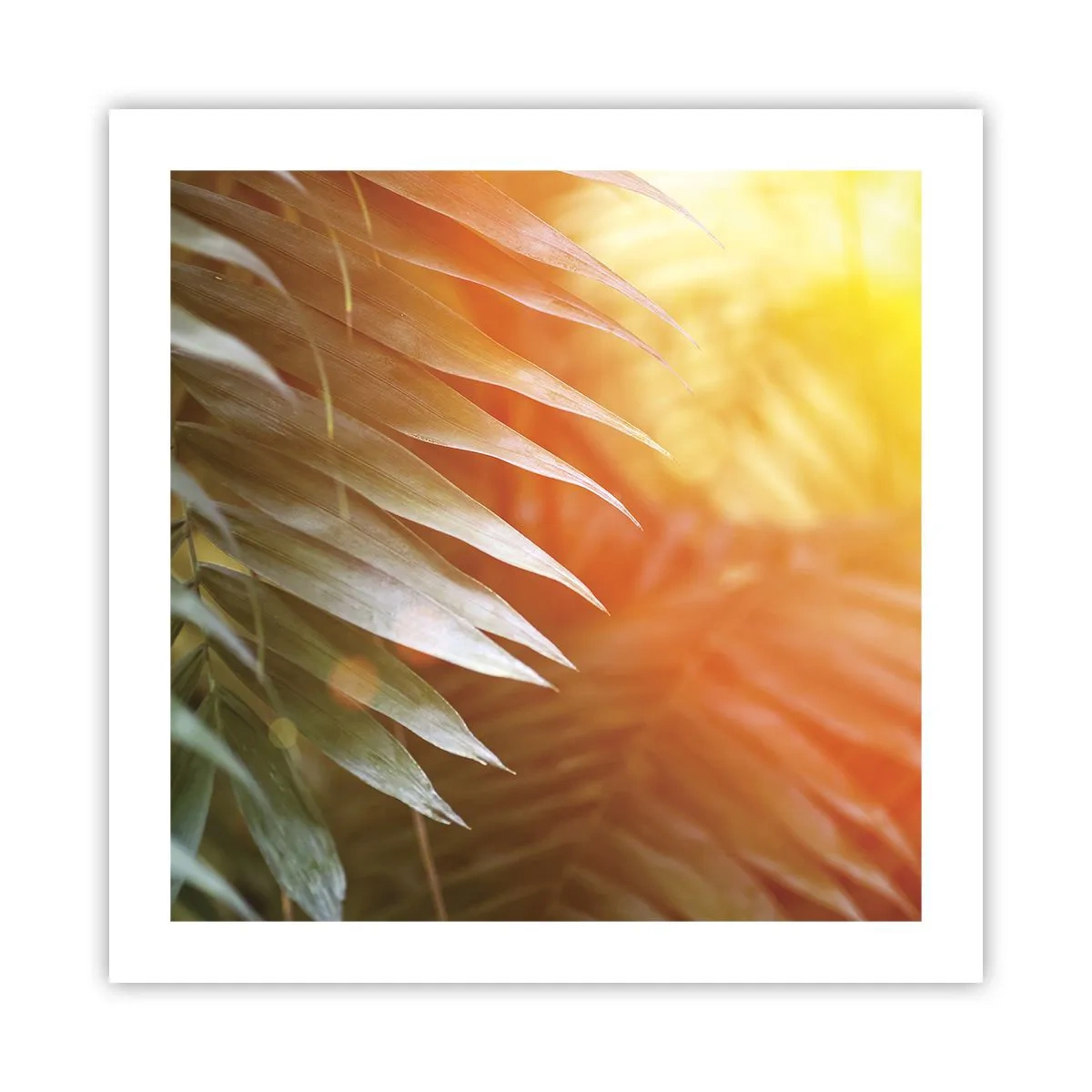 Poster - L'alba nella giungla - 50x50 cm