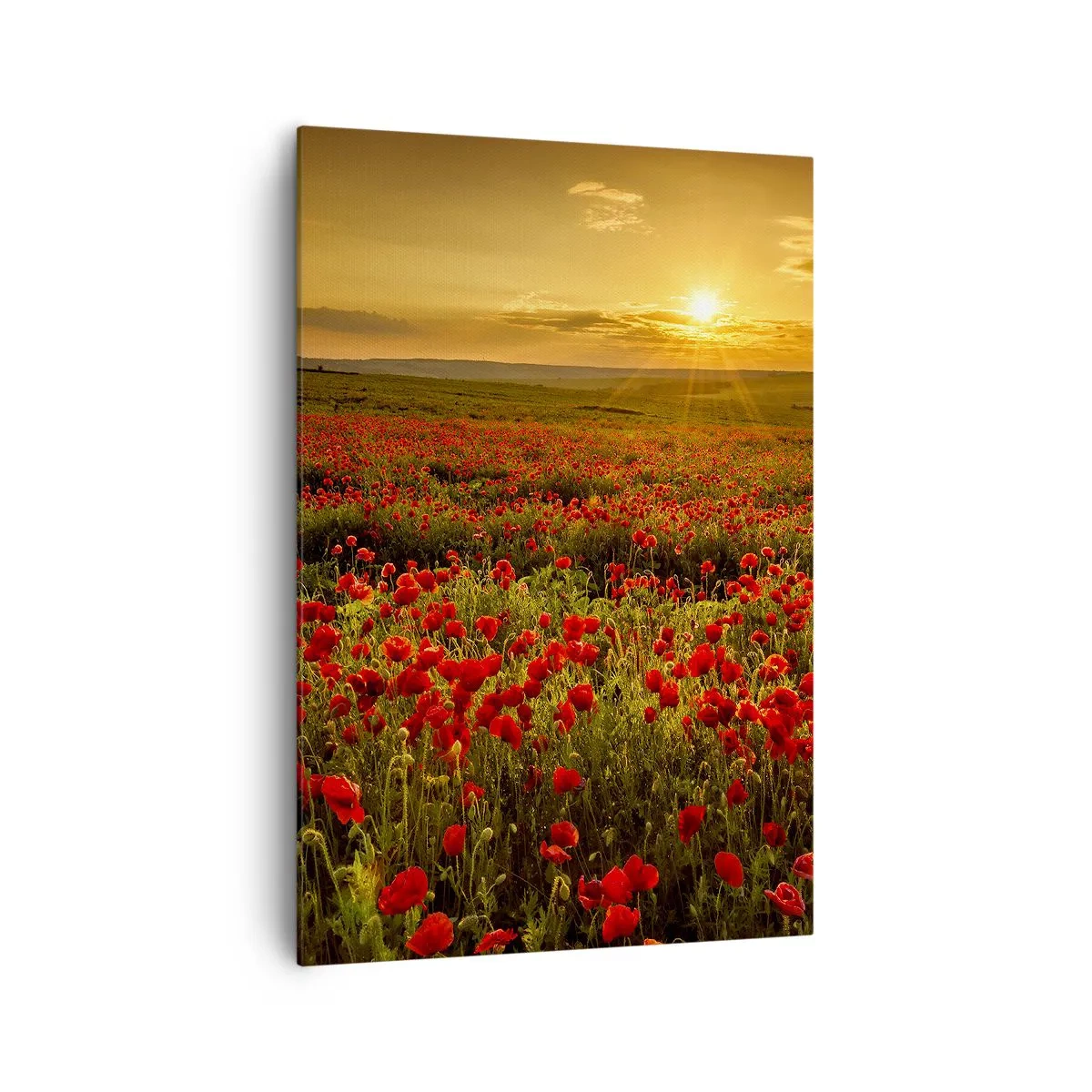 Quadro su tela - Stampe su Tela - Un campo di papaveri rossi al chiarore del sole al tramonto - 70x100cm - Tra il fruscio delle erbe, in un'esplosione di fiori - Decorazione murale moderna per soggiorno e camera da letto ARTTOR
