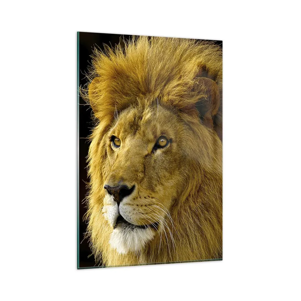 Quadro su vetro - Ritratto di un leone con una maestosa criniera su uno sfondo scuro - 80x120cm - Ritratto del re - Decorazione murale moderna per soggiorno e camera da letto ARTTOR
