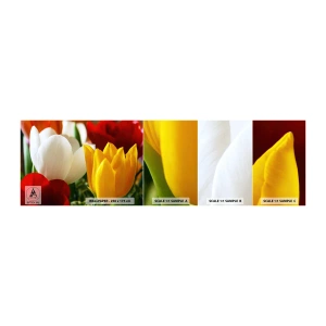 Campione di Fotomurale Adesivo Deluxe Sticker - La febbre dei tulipani - Fiori, Tulipani, Mazzo di fiori - 100x30 cm