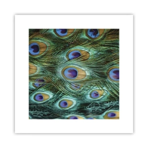 Poster - Lo sguardo del pavone - 30x30 cm