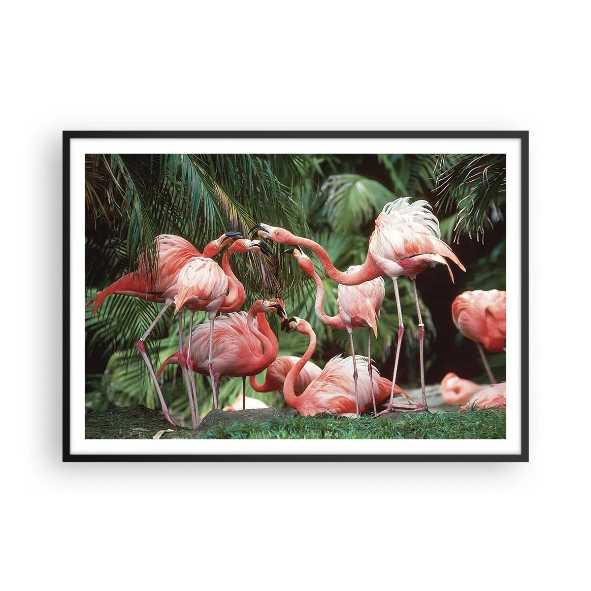 Poster in cornice nera - Un gruppo di fenicotteri in un ambiente tropicale circondato da palme - 100x70cm - Pettegolezzi pomeridiani - Decorazione murale moderna per soggiorno e camera da letto ARTTOR