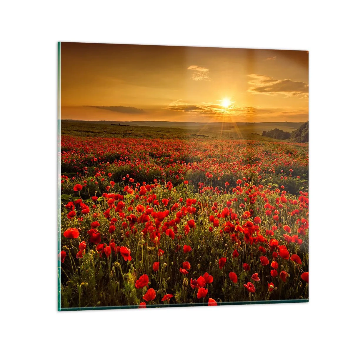 Quadro su vetro - Tra il fruscio delle erbe, in un'esplosione di fiori - 70x70 cm