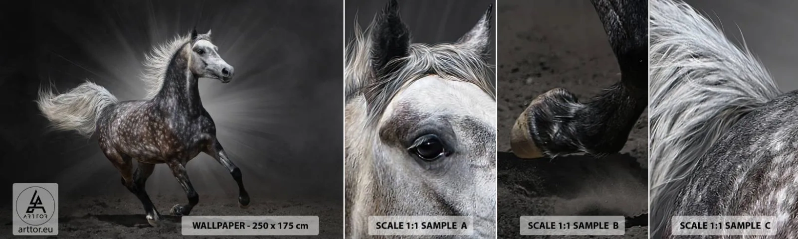 Campione di Fotomurale Adesivo Deluxe Sticker - Grigio è bello - Animali, Cavallo arabo, Natura - 100x30 cm