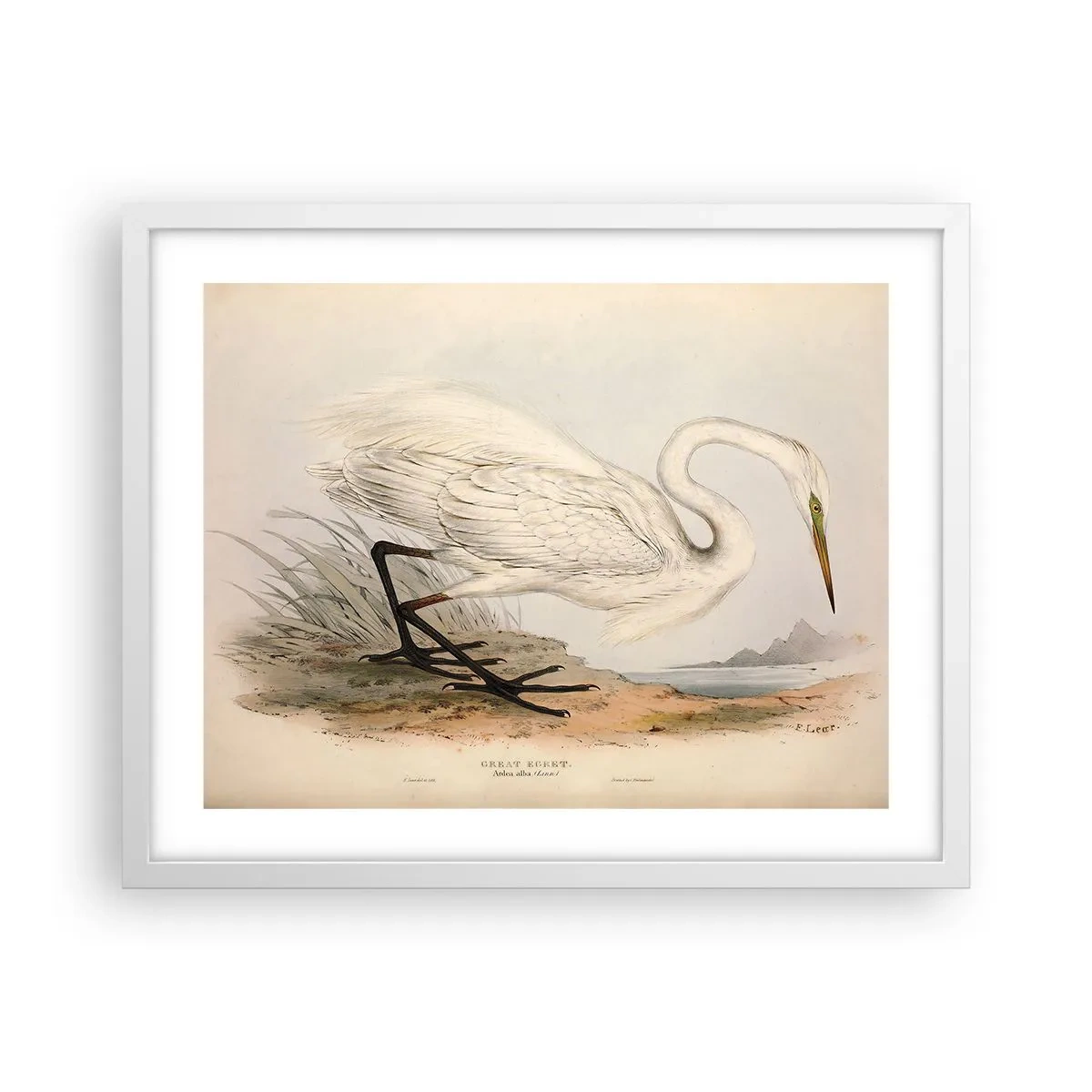 Poster in cornice bianca - La signora nel canneto - 50x40 cm
