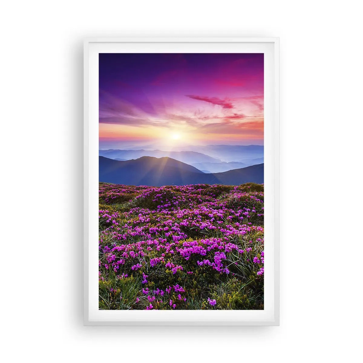 Poster in cornice bianca - Il profumo dei fiori freschi del campo - 61x91 cm