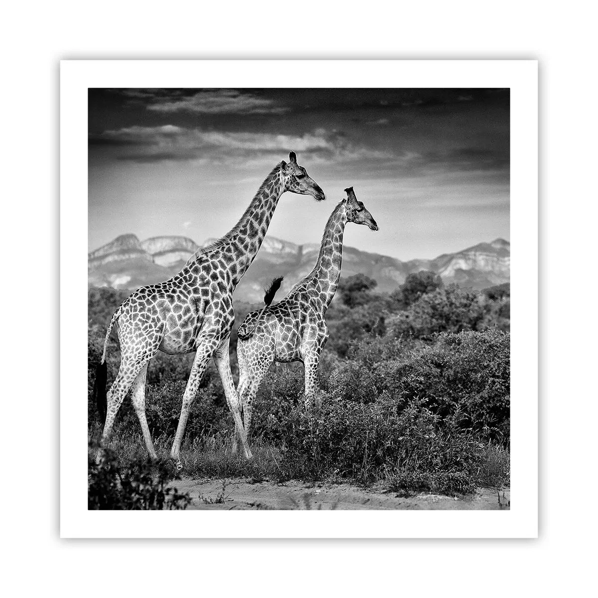 Poster - Alta classe in Africa - 60x60 cm
