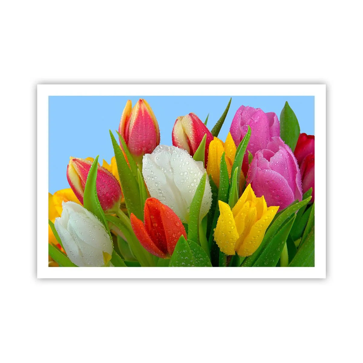 Poster - Fiori multicolori nella rugiada - 91x61 cm