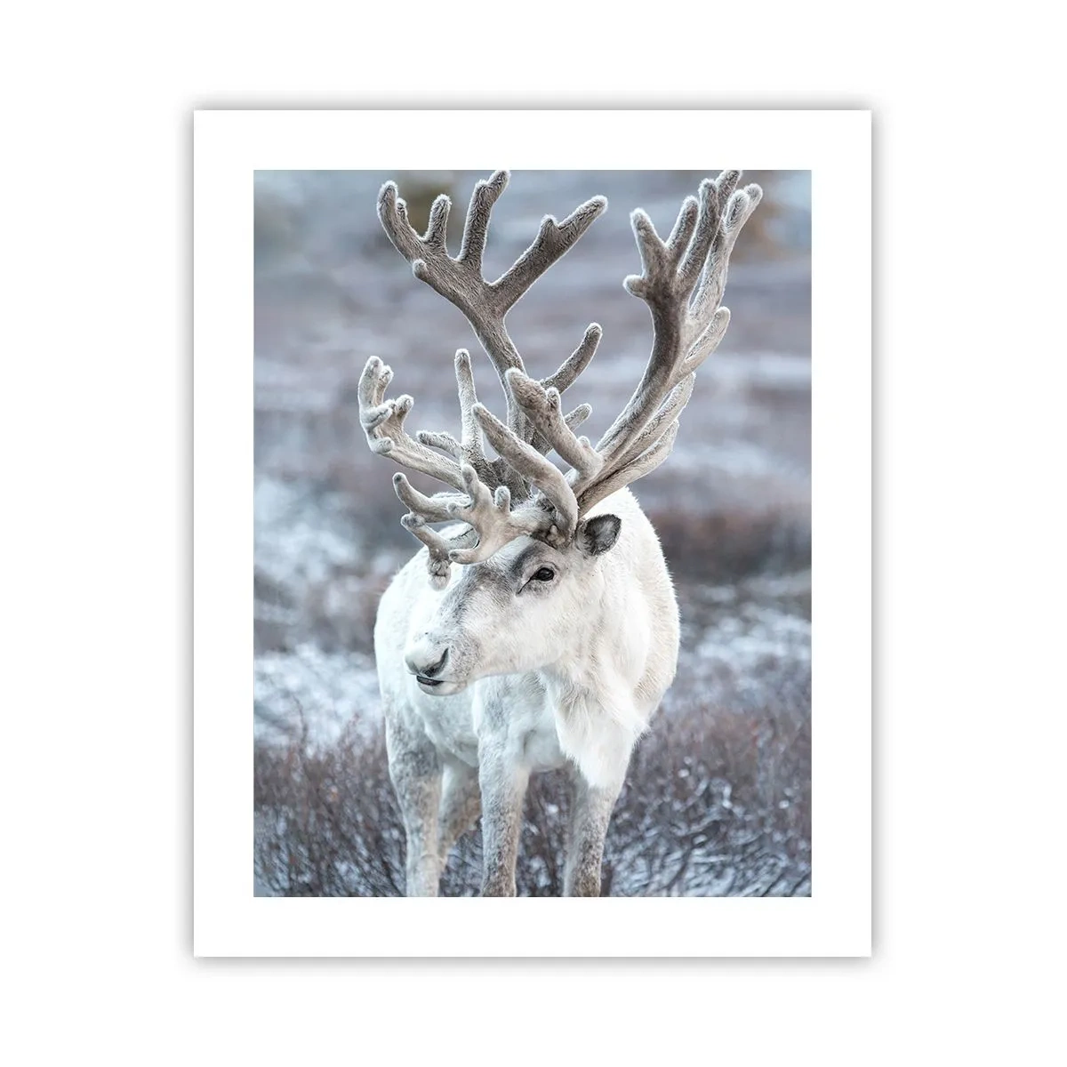 Poster - Ritratto al sole - 40x50 cm