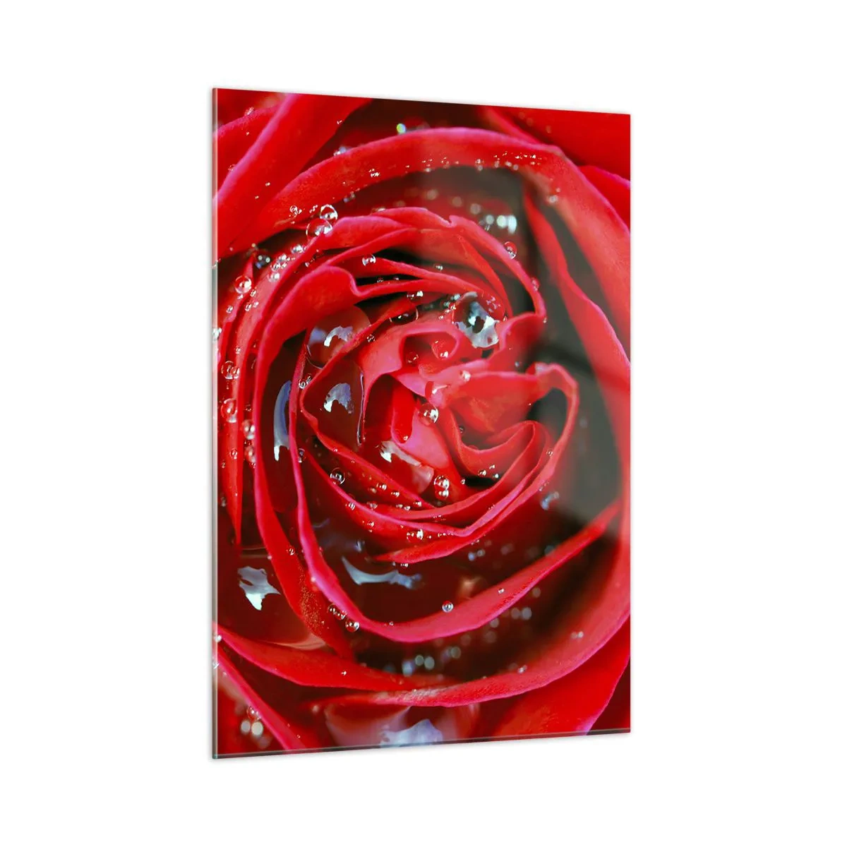 Quadro su vetro - Primo piano di una rosa rossa con gocce di rugiada - 50x70cm - Nelle gocce della rugiada - Decorazione murale moderna per soggiorno e camera da letto ARTTOR