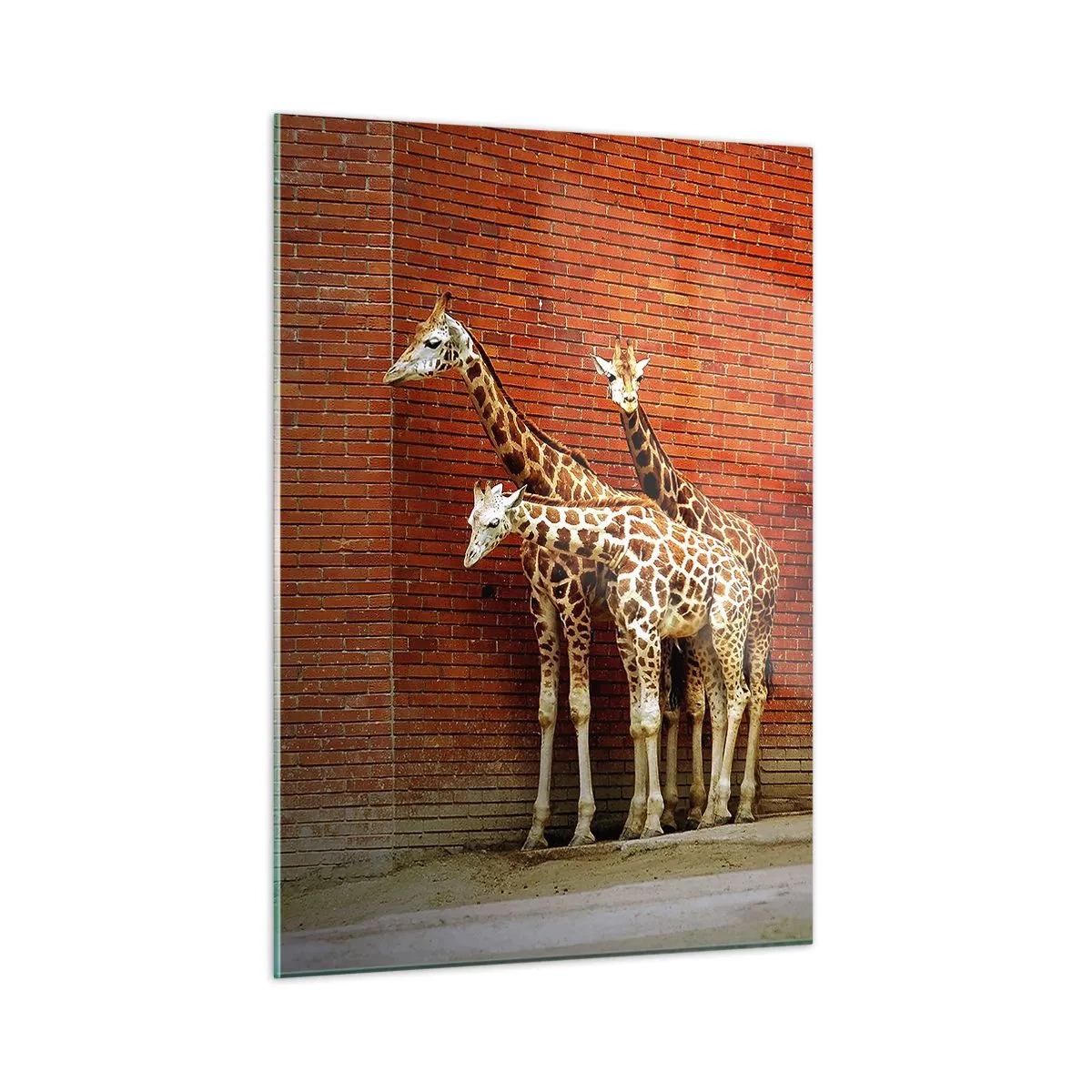 Quadro su vetro - Giraffe contro un muro di mattoni - 50x70cm - Vedete qualche acacia? - Decorazione murale moderna per soggiorno e camera da letto ARTTOR