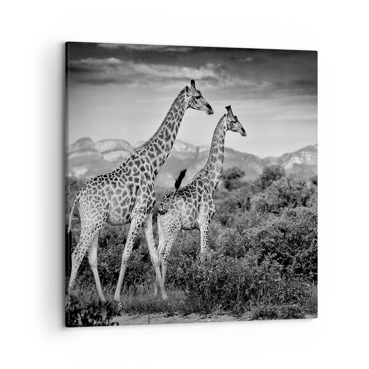 Quadro su tela - Stampe su Tela - Alta classe in Africa - 50x50 cm