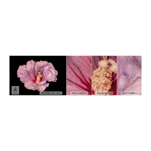 Campione di Fotomurale Premium Sand - Dritto al cuore - Fiore, Pezzo, Grafica - 100x30 cm