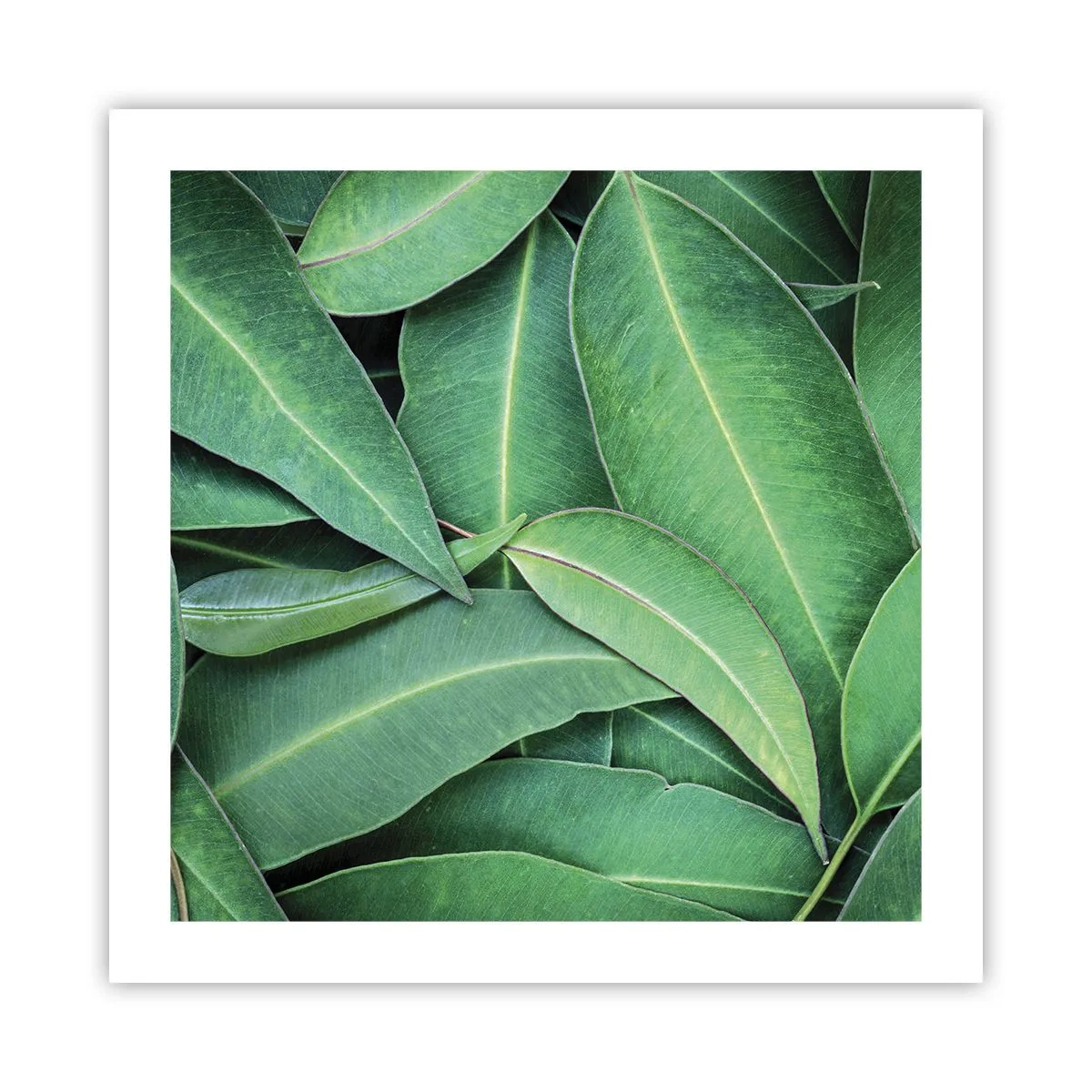 Poster - Succosi e freschi - 50x50 cm