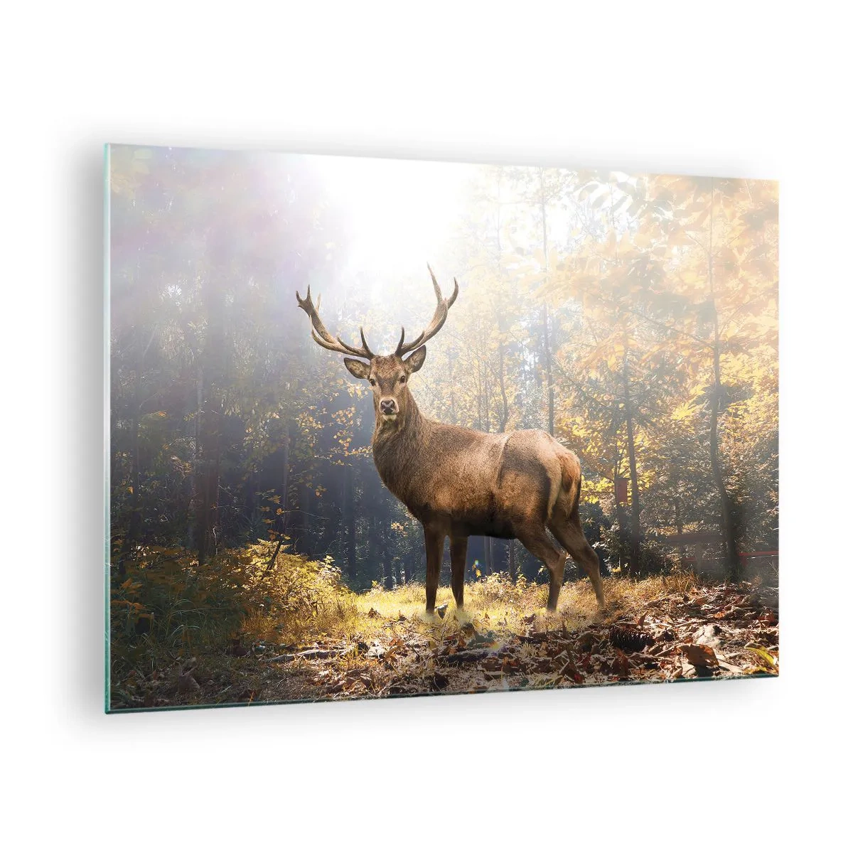 Quadro su vetro - Un maestoso cervo in una foresta autunnale illuminata dal sole - 70x50cm - Nella piena maestà - Decorazione murale moderna per soggiorno e camera da letto ARTTOR