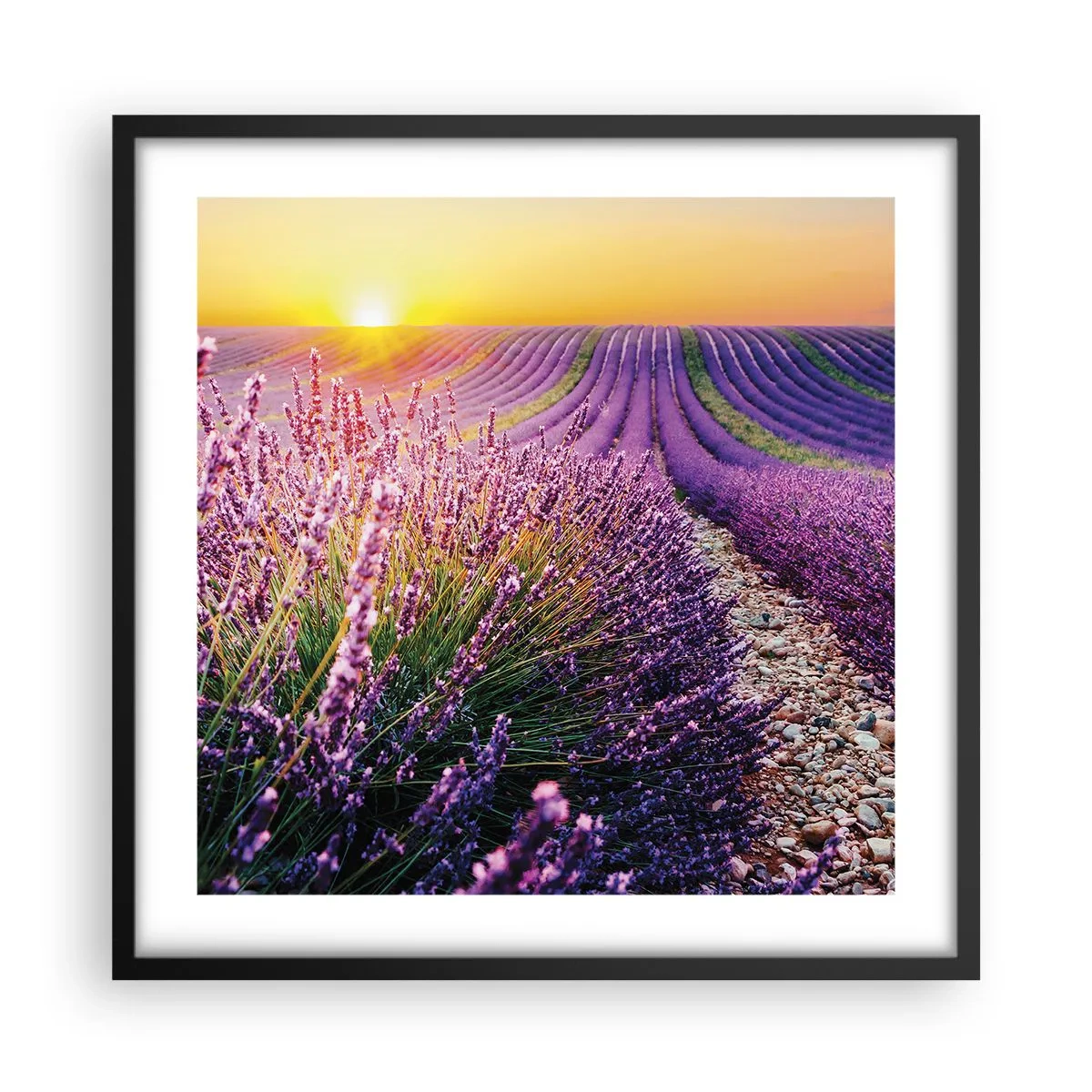 Poster in cornice nera - Campo profumato - 50x50 cm