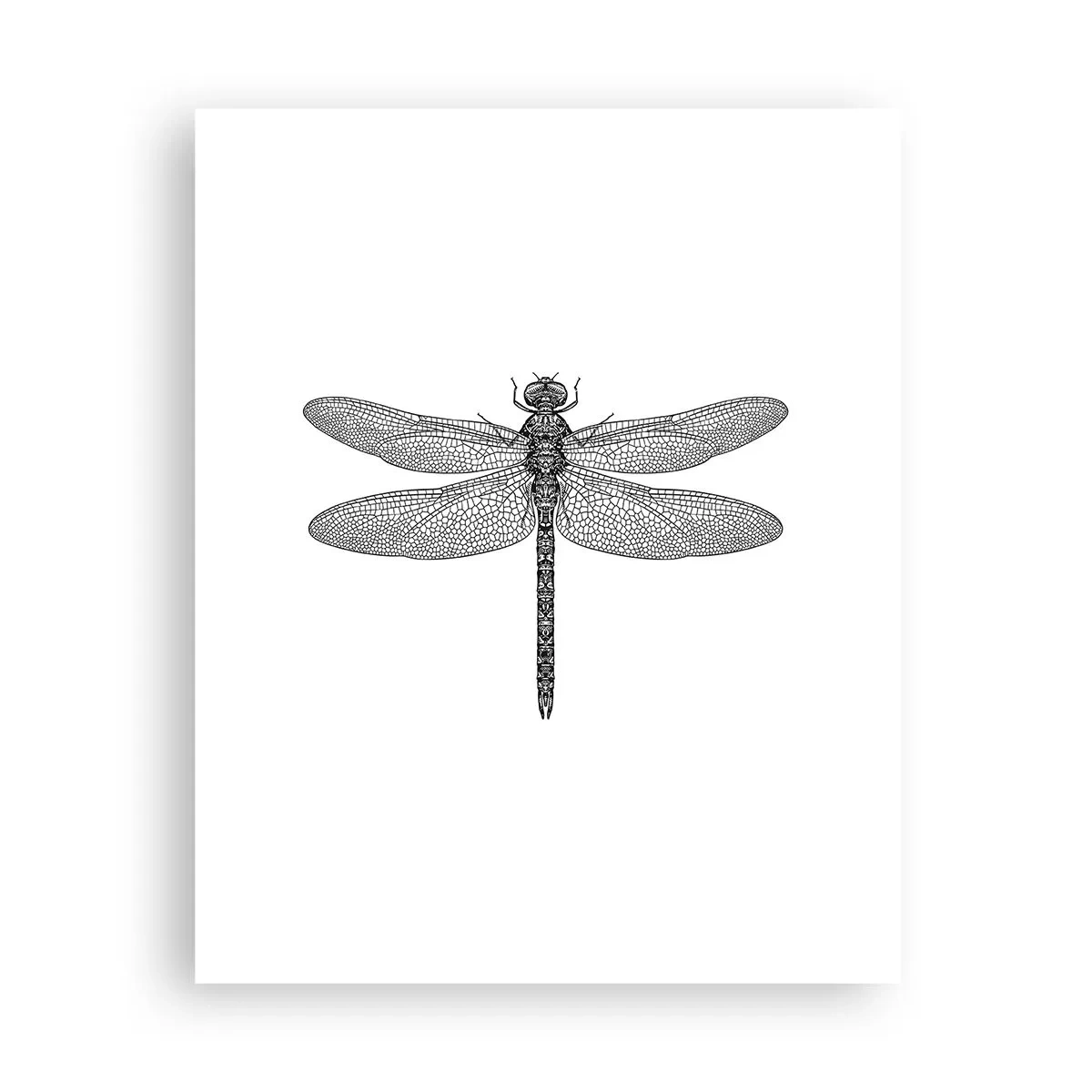 Poster - La precisione della natura - 40x50 cm