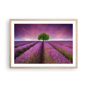Poster in cornice rovere chiaro - Sui campi di lavanda - 70x50 cm