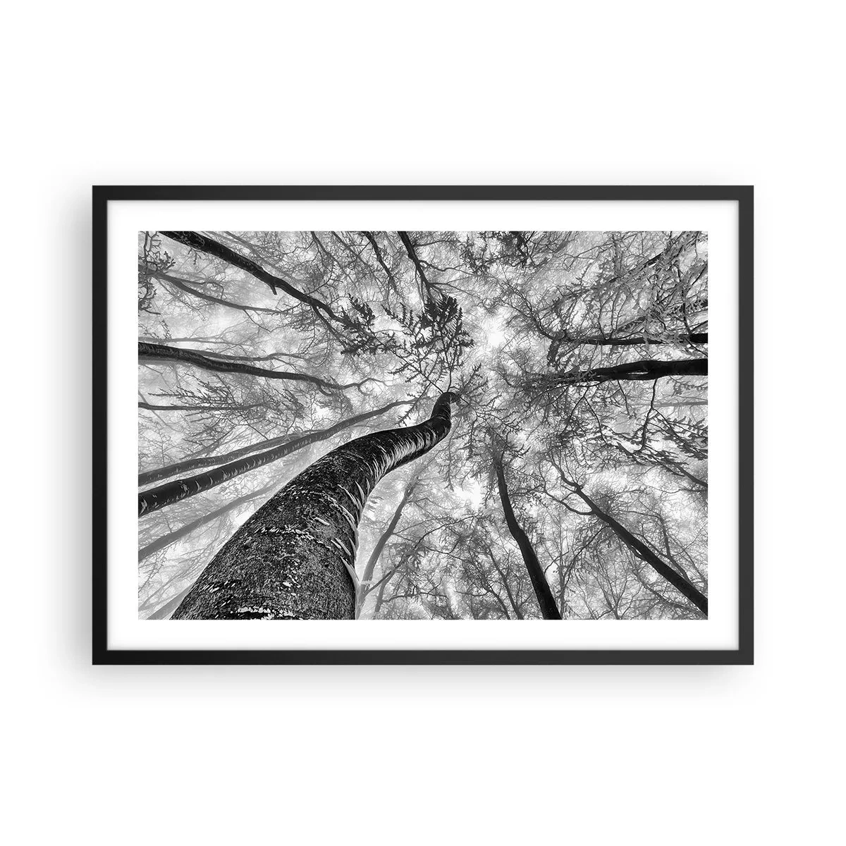 Poster in cornice nera - Prospettiva degli alberi in una foresta visti dal basso in tonalità di grigio - 70x50cm - La corsa verso la luce - Decorazione murale moderna per soggiorno e camera da letto ARTTOR