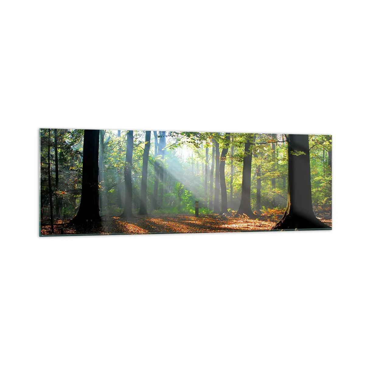 Quadro su vetro - Una radura della foresta illuminata dai raggi del sole - 160x50cm - Luci e ombre - Decorazione murale moderna per soggiorno e camera da letto ARTTOR