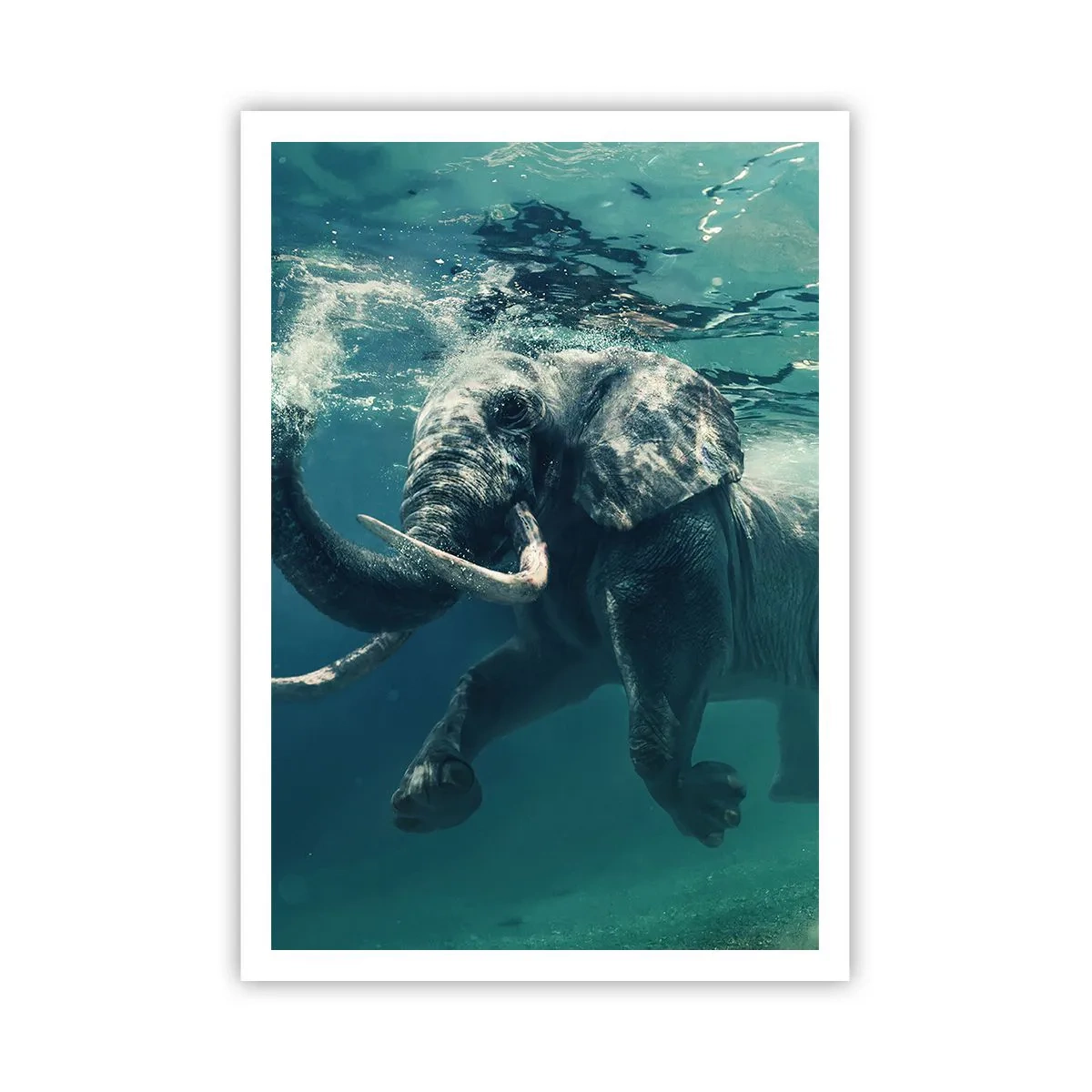 Poster - Tutti amano nuotare - 70x100 cm