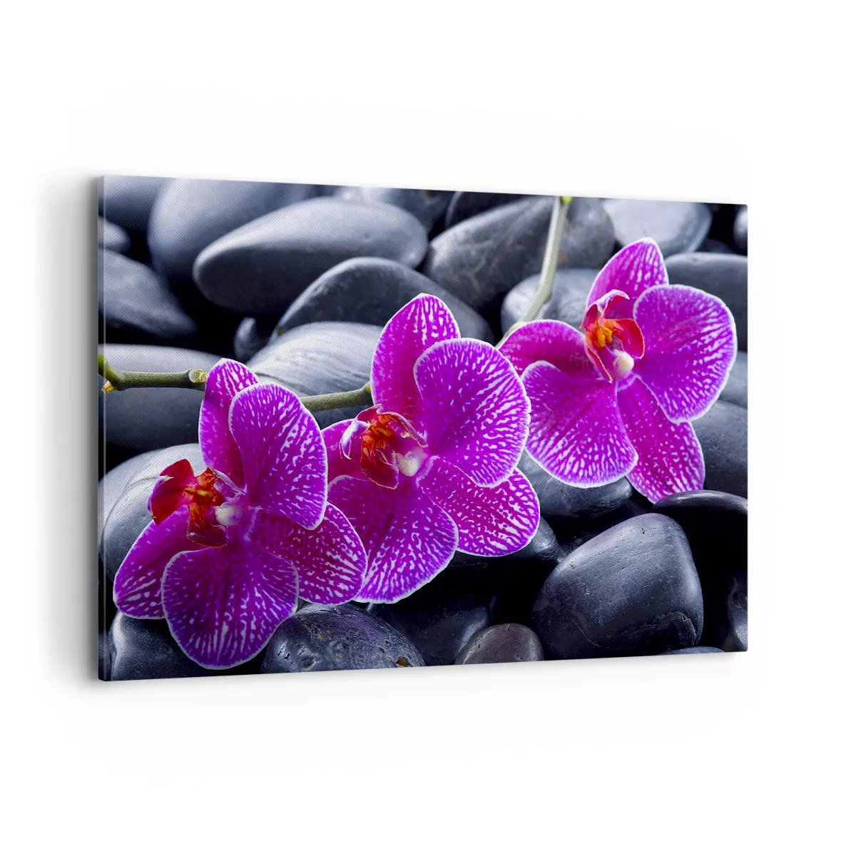 Quadro su tela - Stampe su Tela - Orchidee viola su uno sfondo di pietre nere - 120x80cm - Le pietre brillano di ammirazione - Decorazione murale moderna per soggiorno e camera da letto ARTTOR