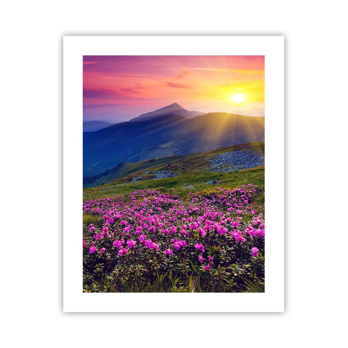 Poster - Odore di mugo e profumo di erbe - 40x50 cm