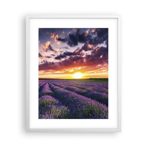 Poster in cornice bianca - Il mondo della lavanda - 40x50 cm