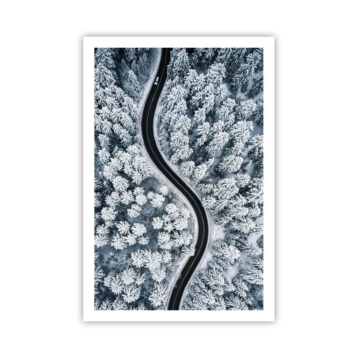 Poster - Attraverso il bosco invernale - 61x91 cm