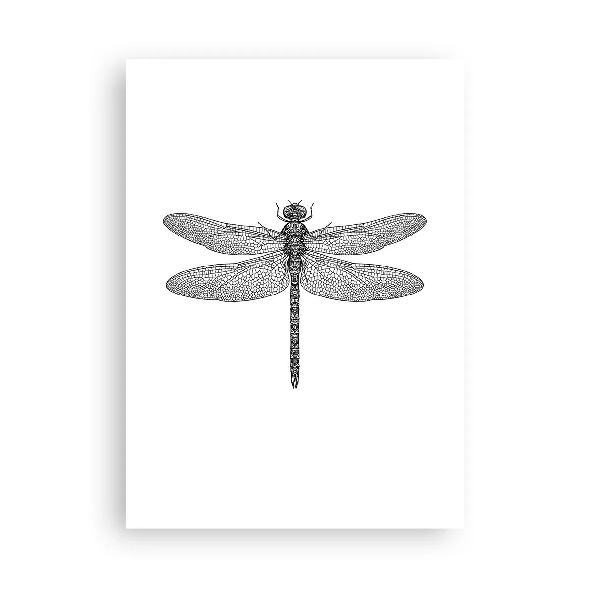 Poster - Illustrazione in bianco e nero di una libellula su sfondo bianco - 50x70cm - La precisione della natura - Decorazione murale moderna per soggiorno e camera da letto ARTTOR