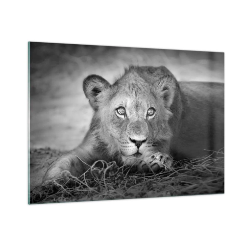 Quadro su vetro - Un cucciolo di leone in bianco e nero che fissa la telecamera - 100x70cm - Cucciolo reale - Decorazione murale moderna per soggiorno e camera da letto ARTTOR