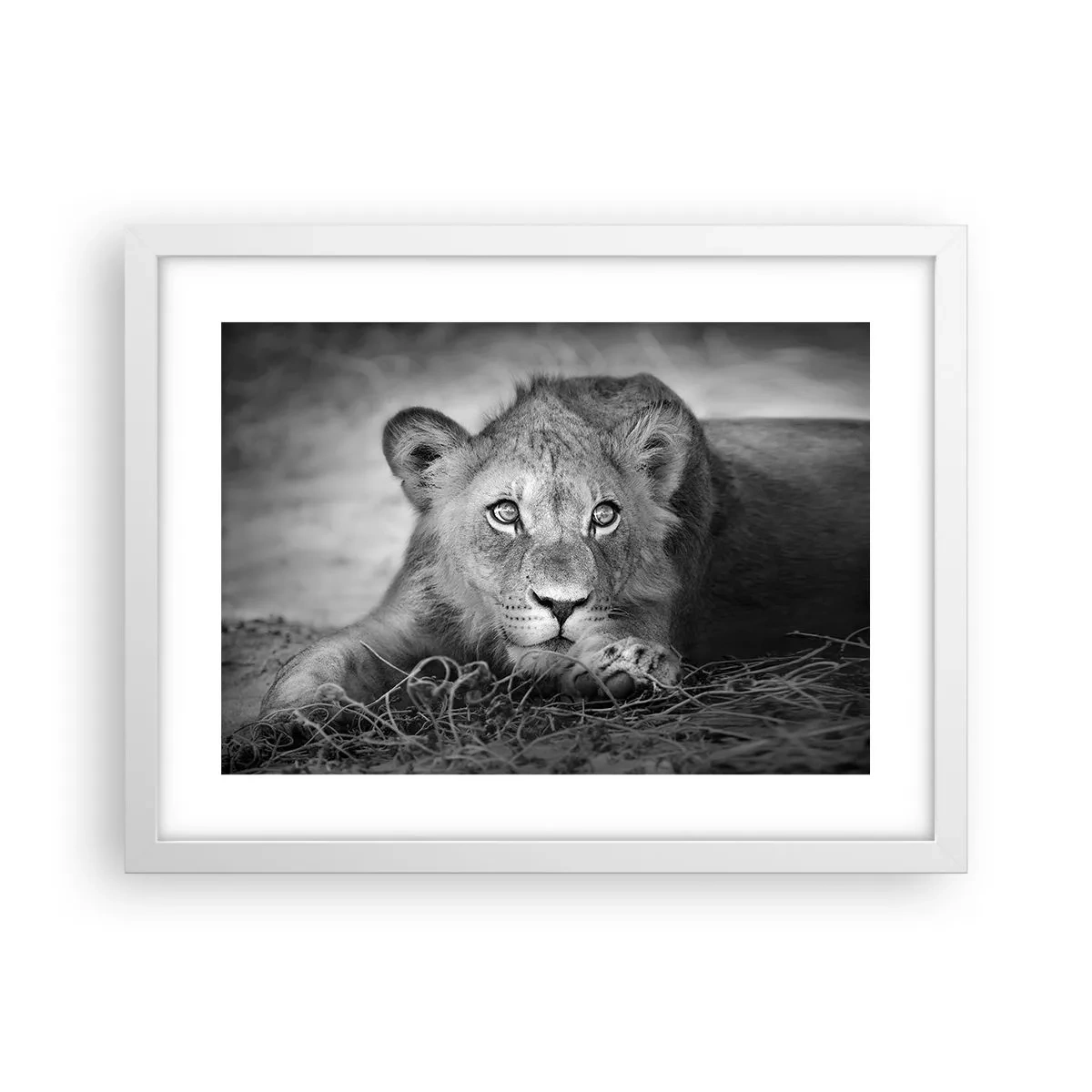 Poster in cornice bianca - Cucciolo reale - 40x30 cm