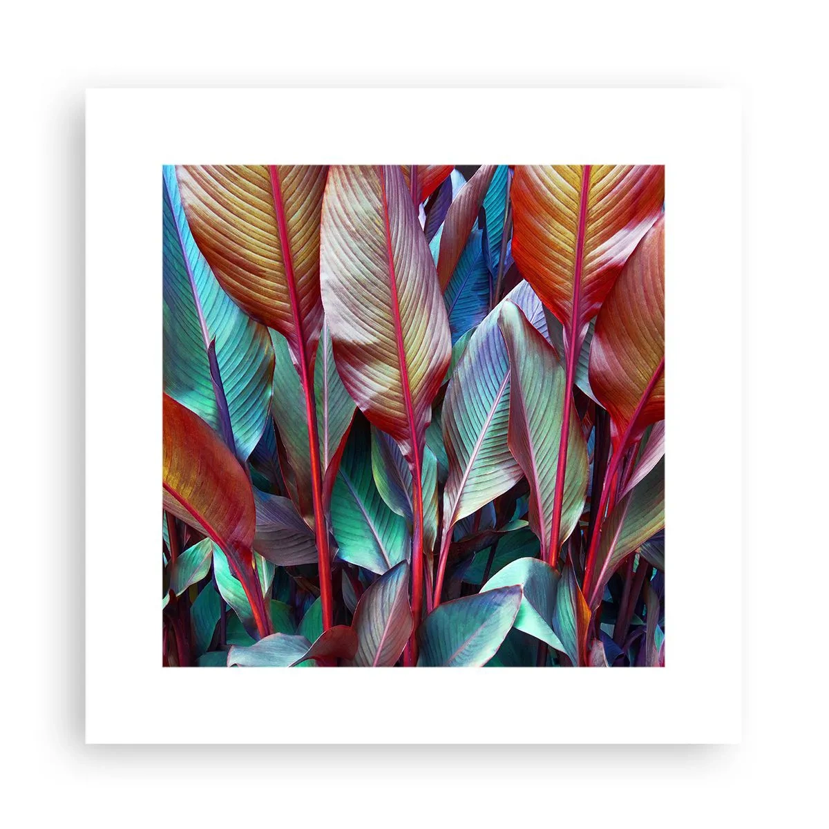 Poster - Selva colorata - 30x30 cm