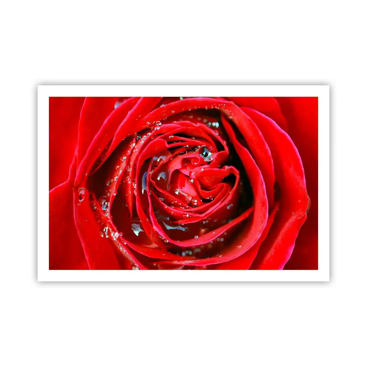 Poster - Nelle gocce della rugiada - 91x61 cm