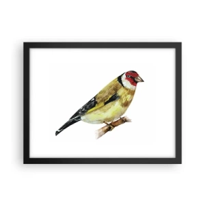 Poster in cornice nera - Ritratto di uccello - 40x30 cm