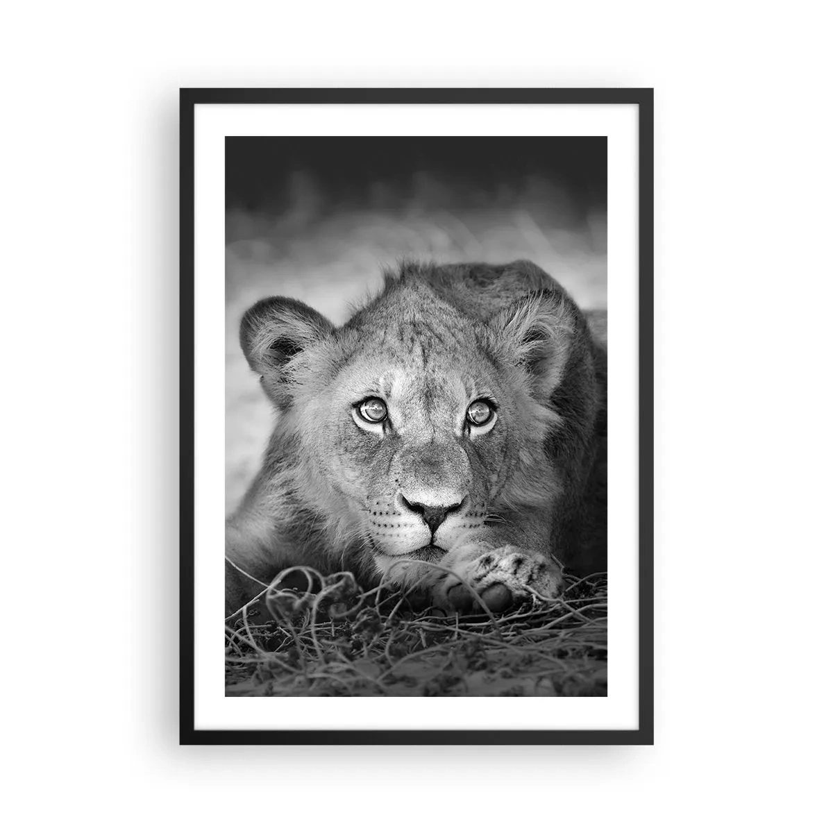 Poster in cornice nera - Un giovane leone in toni monocromatici - 50x70cm - Cucciolo reale - Decorazione murale moderna per soggiorno e camera da letto ARTTOR