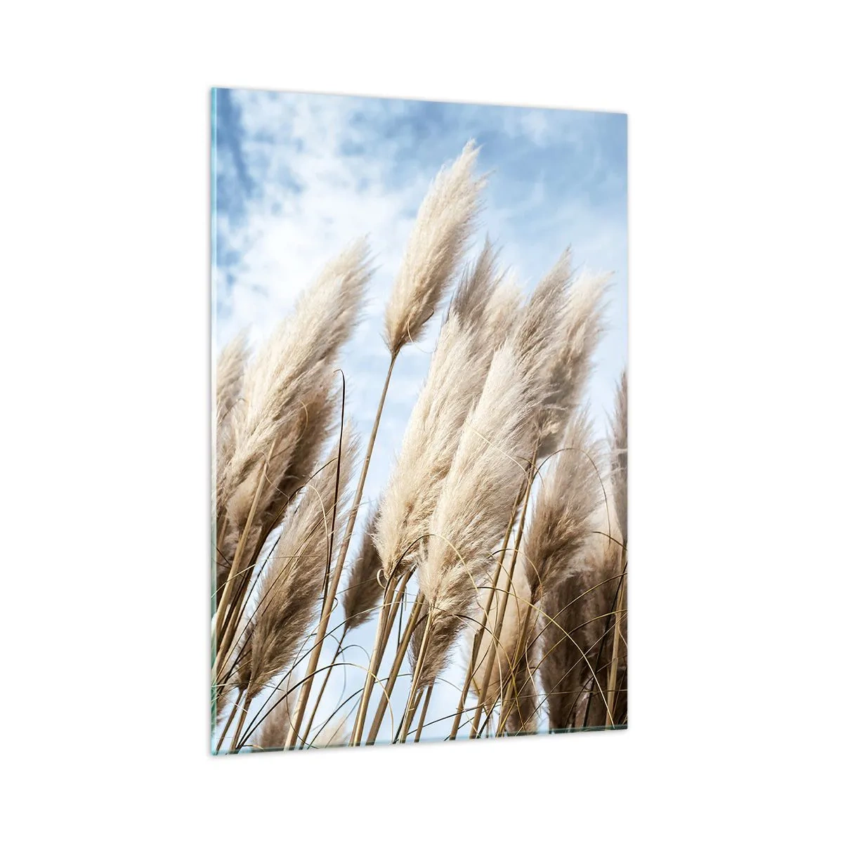 Quadro su vetro - Erbe decorative della pampa contro un cielo blu - 50x70cm - Le carezze del sole e del vento - Decorazione murale moderna per soggiorno e camera da letto ARTTOR