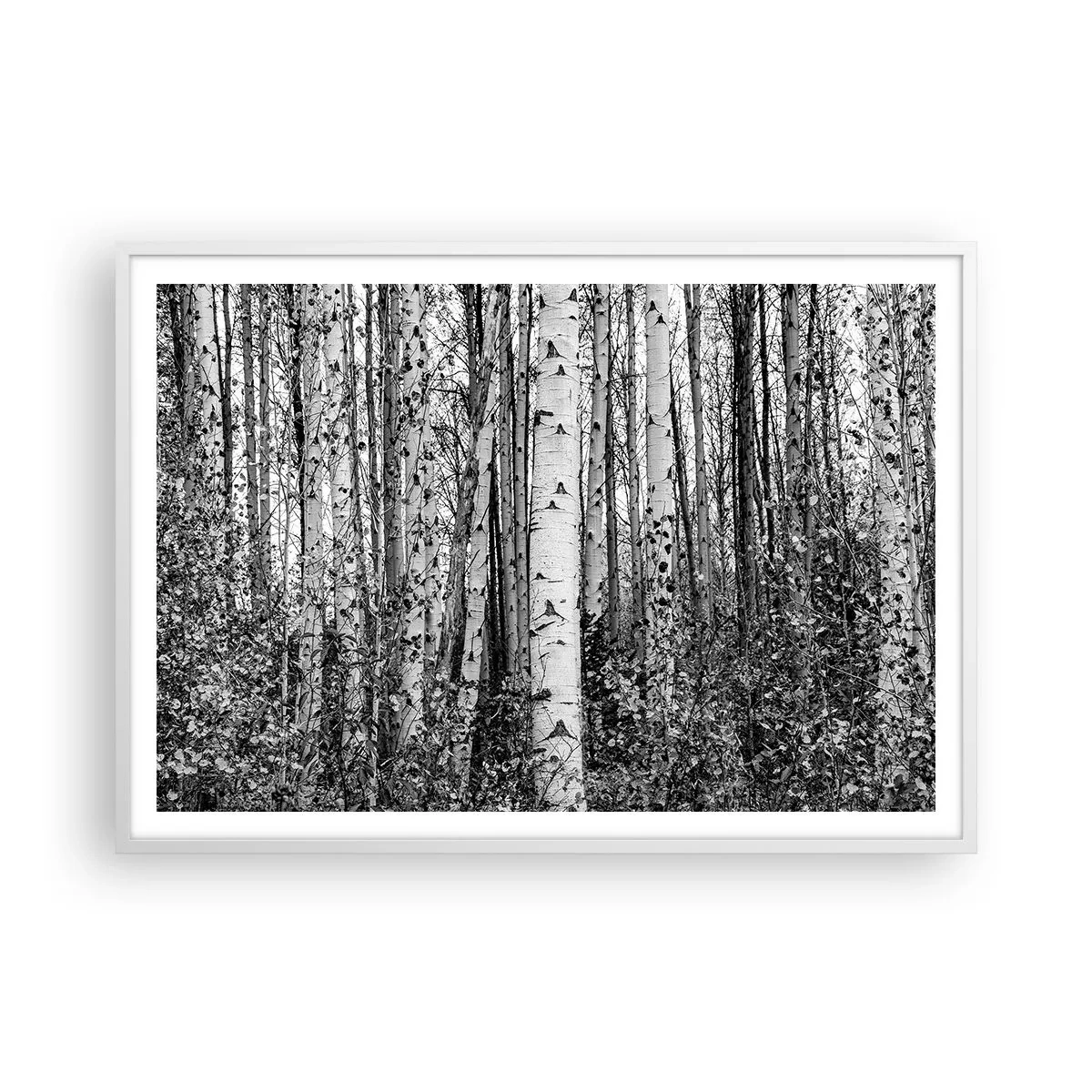 Poster in cornice bianca - Colonnato di betulle - 100x70 cm