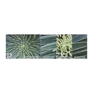 Campione di Fotomurale Premium Sand - La nascita delle stelle - Fiore di agave, Agave, Fiori - 100x30 cm