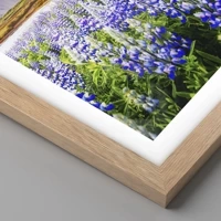 Rovere chiaro