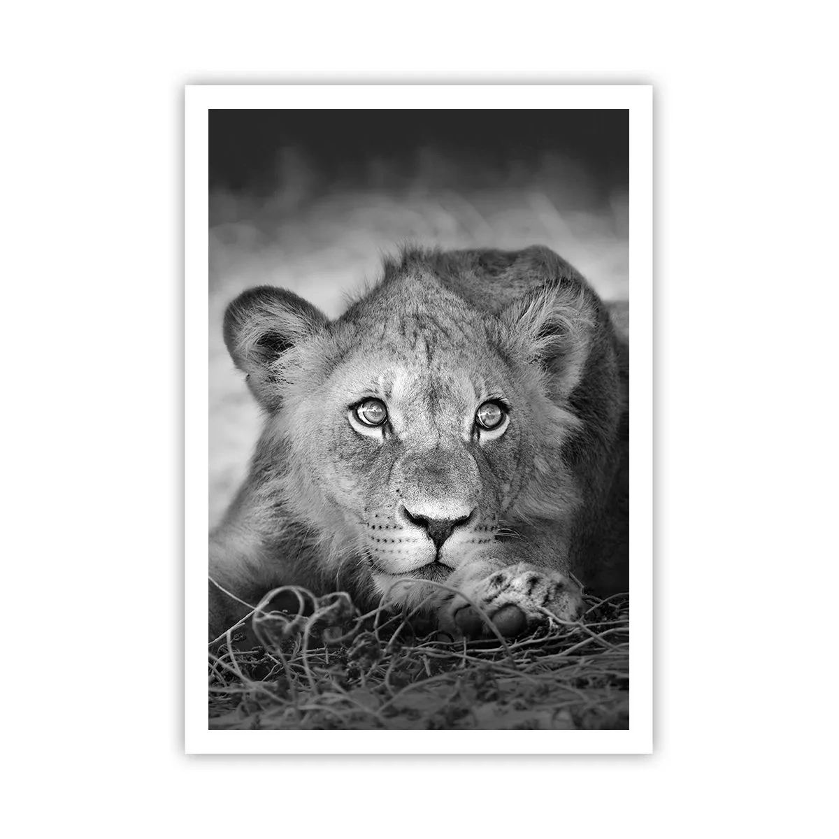 Poster - Cucciolo reale - 70x100 cm