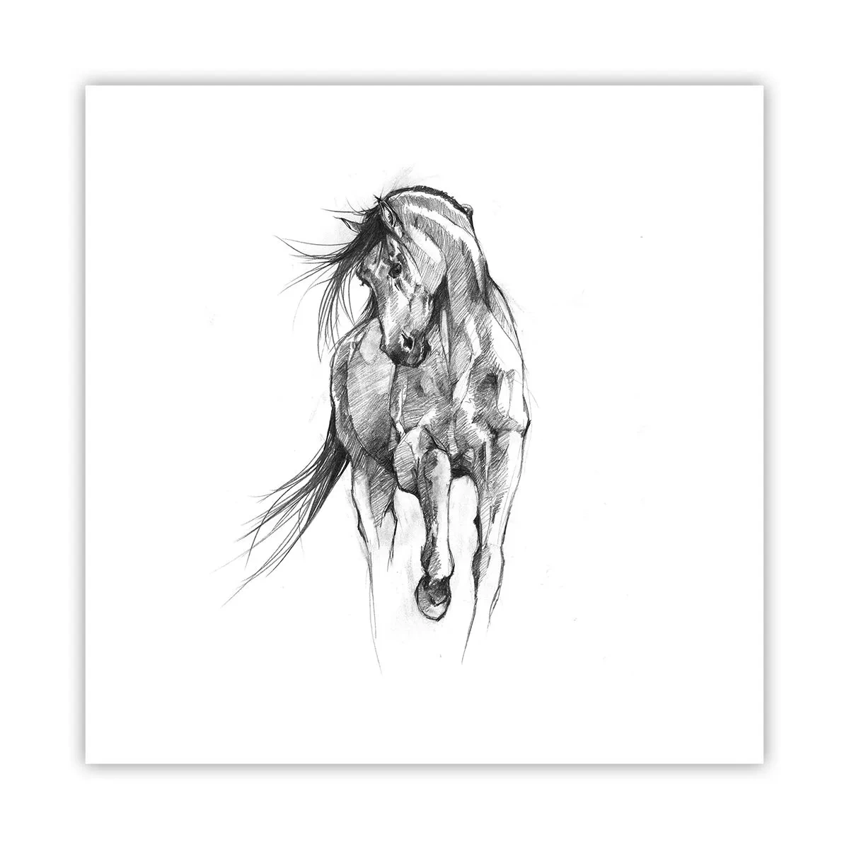 Poster - Trotto aggraziato - 40x40 cm