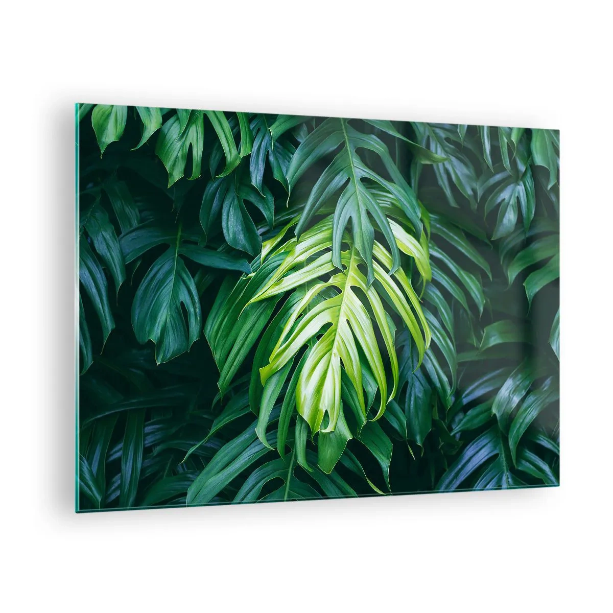 Quadro su vetro - Lussureggianti foglie verdi di monstera alla luce naturale - 70x50cm - Immergersi nella freschezza - Decorazione murale moderna per soggiorno e camera da letto ARTTOR