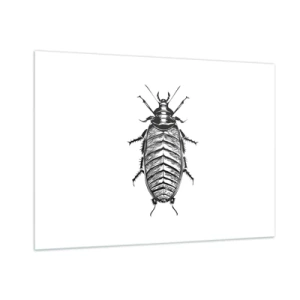 Quadro su vetro - Illustrazione in bianco e nero di un insetto su sfondo bianco - 100x70cm - Che esemplare! - Decorazione murale moderna per soggiorno e camera da letto ARTTOR