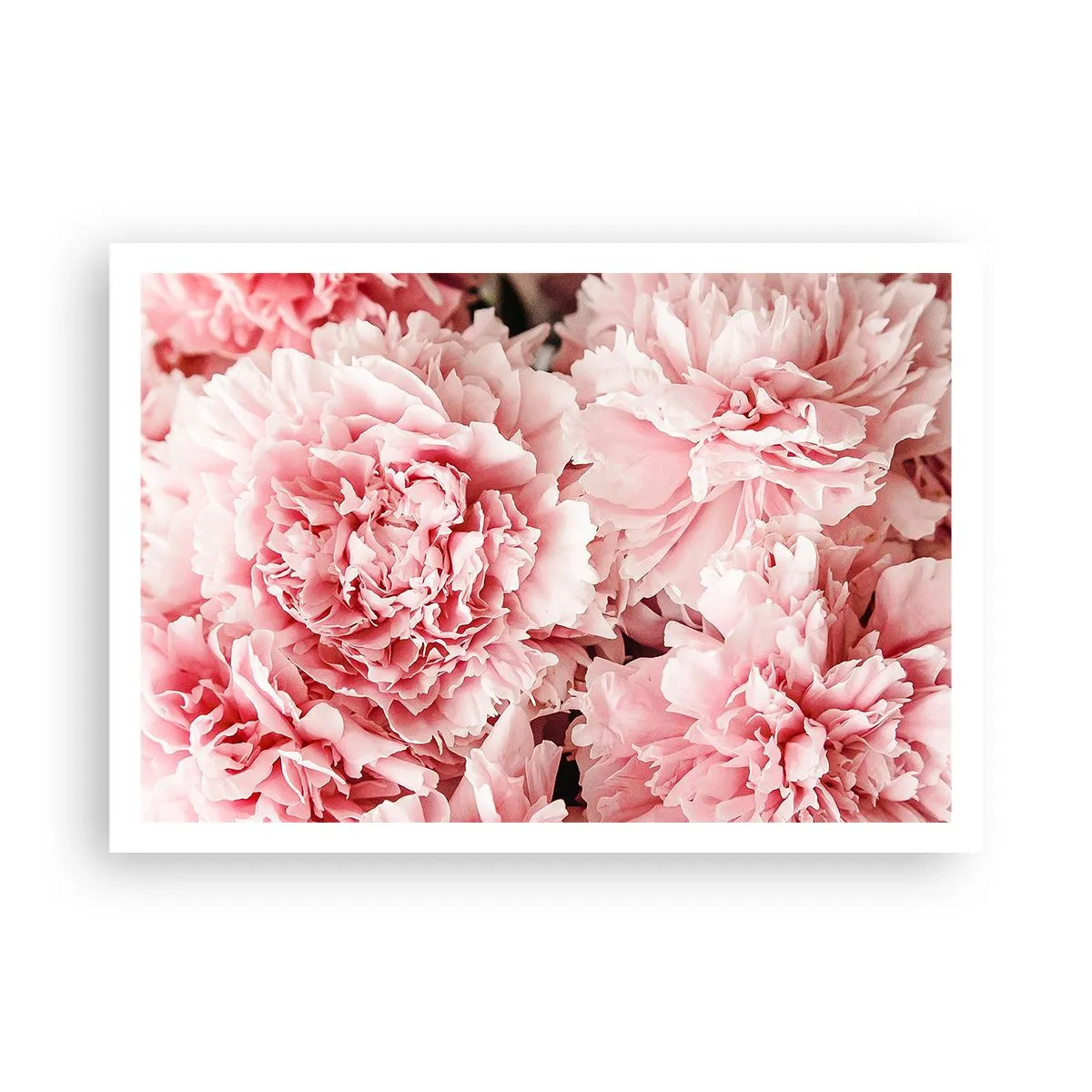 Poster - Delicate peonie rosa in un ambiente delicato - 100x70cm - Sogno rosa - Decorazione murale moderna per soggiorno e camera da letto ARTTOR