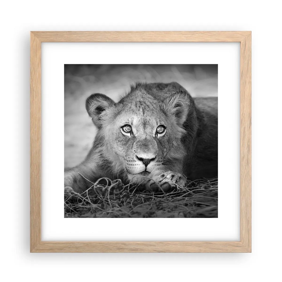 Poster in cornice rovere chiaro - Cucciolo reale - 30x30 cm