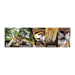 Campione Di Fotomurale Standard Eco - Con espressioni di stima - Tigre, Animali, Predatore - 100x30 cm