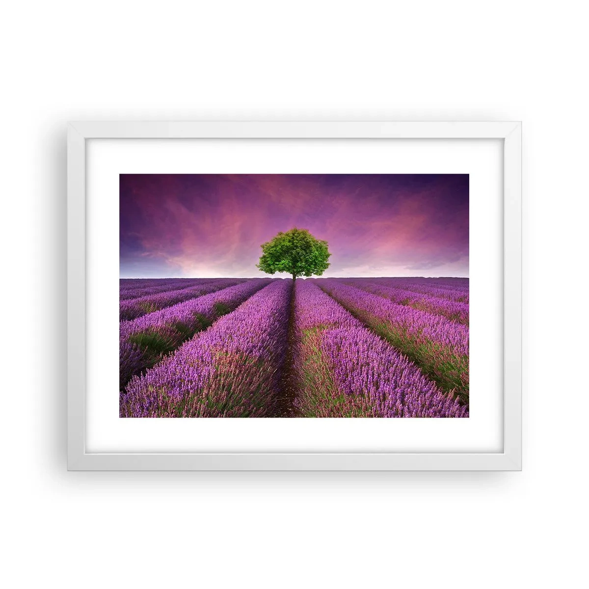 Poster in cornice bianca - Sui campi di lavanda - 40x30 cm