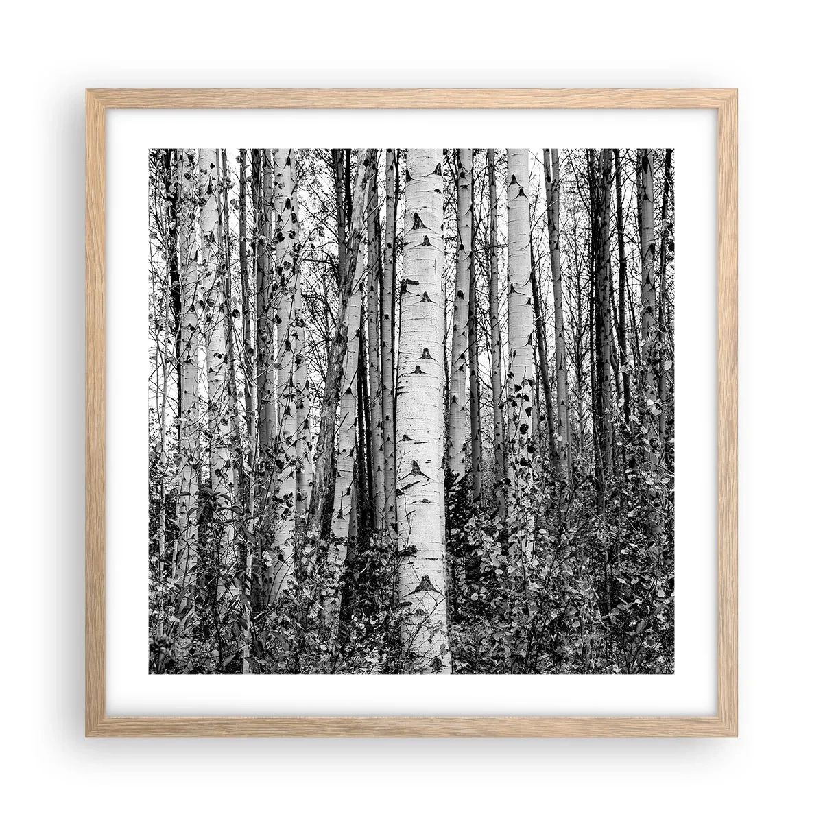 Poster in cornice rovere chiaro - Colonnato di betulle - 50x50 cm