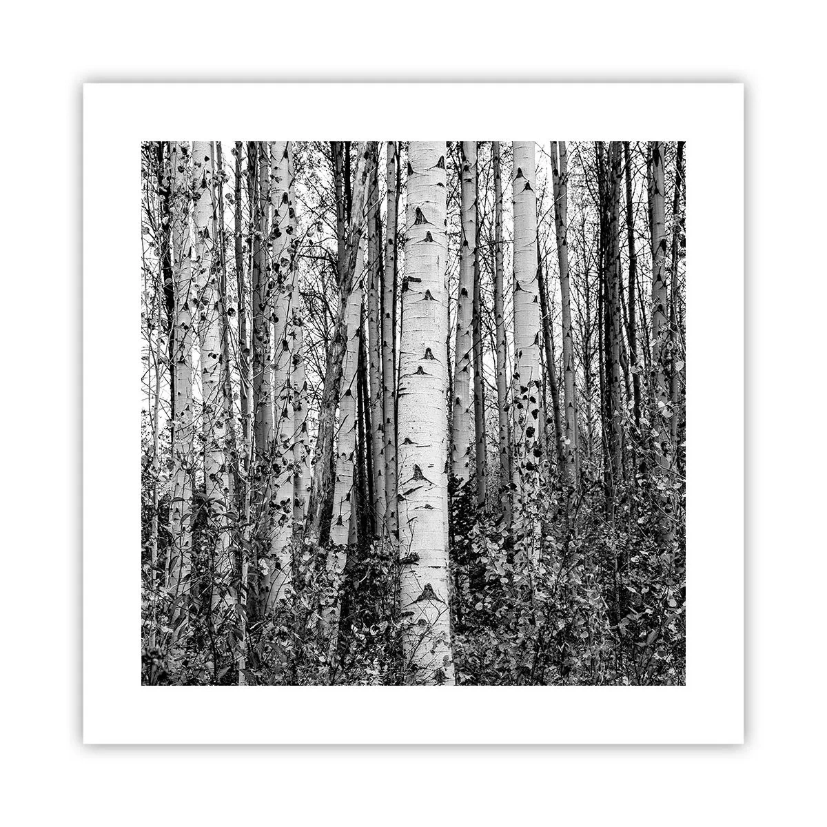 Poster - Colonnato di betulle - 40x40 cm
